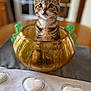 kitten, cat, tabby, glass_bowl, table, tablecloth, heart_pattern, curious, indoor, pet, animal, cute, ears, whiskers, eyes, feline, decor, wood, blurred_background, domestic