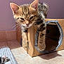 Hermès a rejoint le concours — aidez-le/la à gagner de superbes lots ! kitten, cat, tabby, cardboard_box, duct_tape, sunlight, tiled_floor, paw, rug, indoor, pet, feline, cute, sleepy, young_animal, whiskers, ears, claws, home, animal