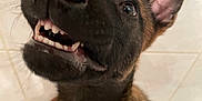 Venom a rejoint le concours — aidez-le/la à gagner de superbes lots ! dog, canine, pet, close_up, teeth, ears, brown_fur, black_fur, indoor, tiled_wall, bathroom, joyful, playful, looking_up, mouth_open, animal, fur, snout, whiskers, young_dog