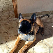 Venom participe au concours pour gagner de l'argent avec cette photo : dog, belgian_malinois, puppy, tile_floor, sunlight, indoor, headband, brown_fur, black_face, ears_up, collar, pet, animal, cute, laying_down, looking_up, shadow, wall, house, domestic