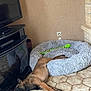 Venom participe au concours pour gagner de l'argent avec cette photo : dog, pet_bed, floor, tile, television, tv_stand, toy, snake_toy, brown_dog, sleeping, indoor, living_room, stone_wall, cozy, resting, furniture, relaxation, home, animal, quiet