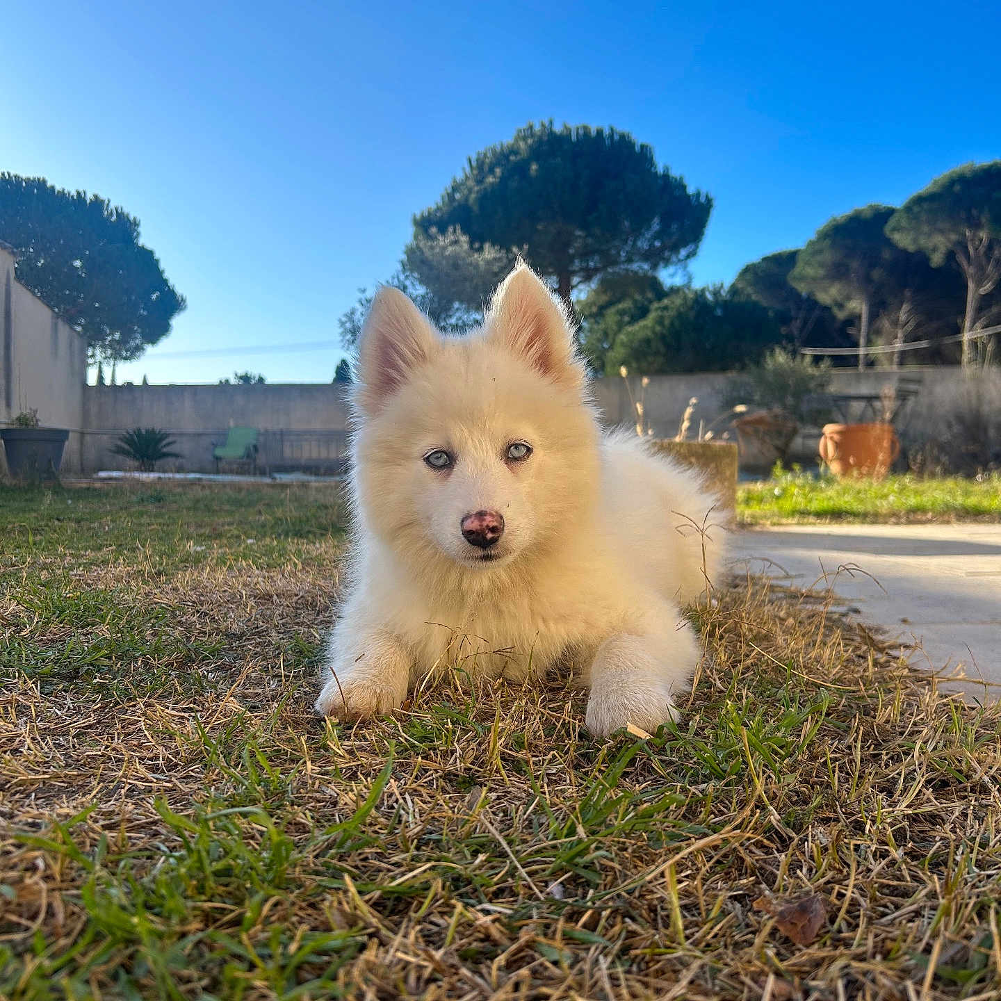 Ary a rejoint le concours — aidez-le/la à gagner de superbes lots ! dog, puppy, grass, outdoor, blue_sky, tree, sunlight, pet, animal, fur, nature, backyard, cute, young, lying_down, canine, mammal, nose, ears, adorable