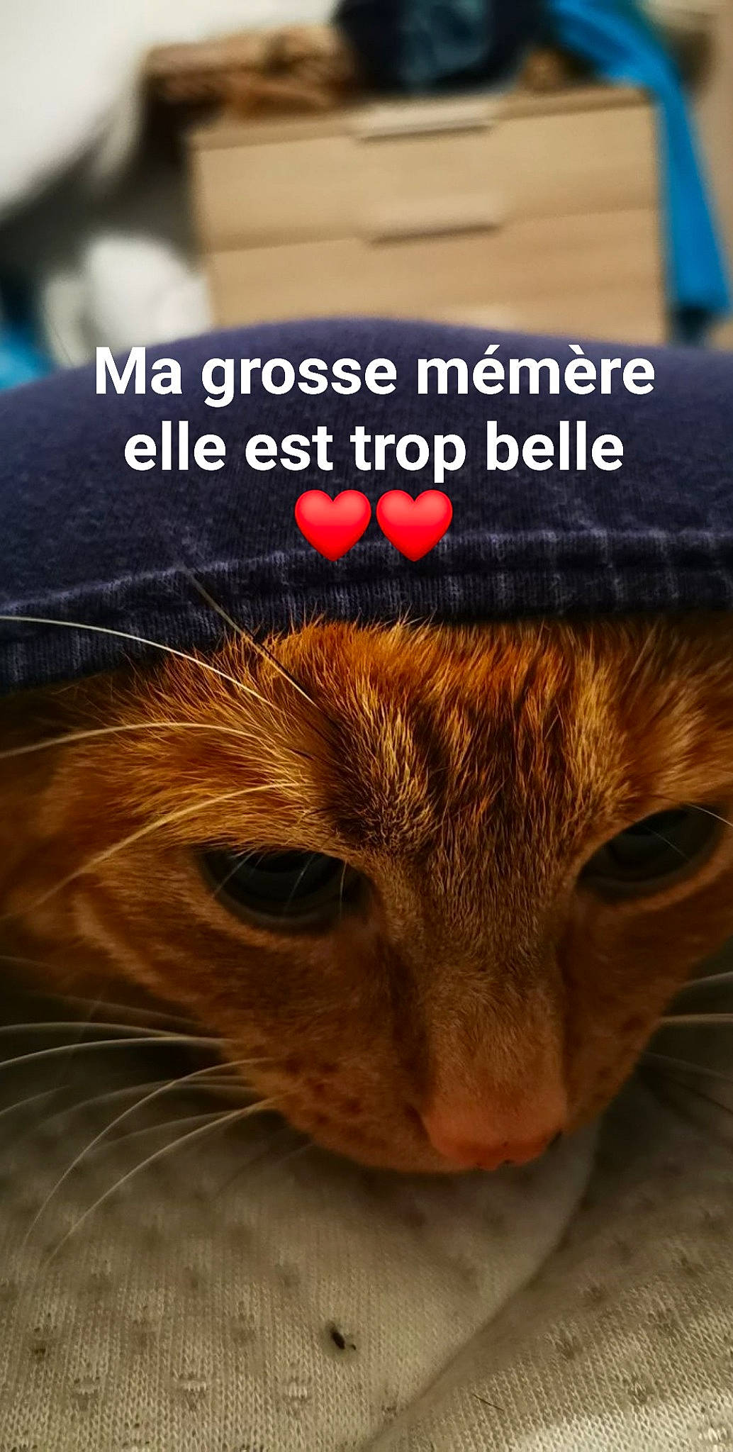 Hénia