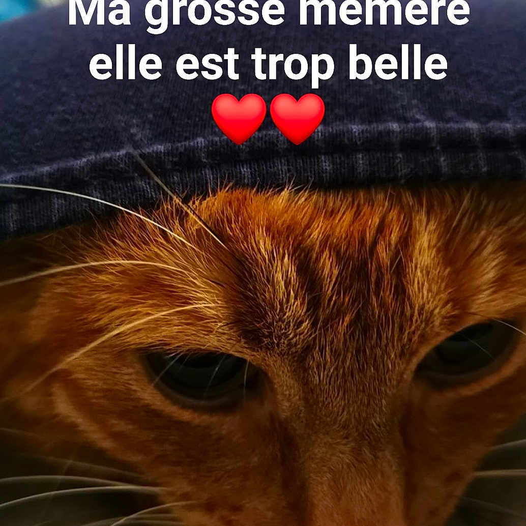 Hénia