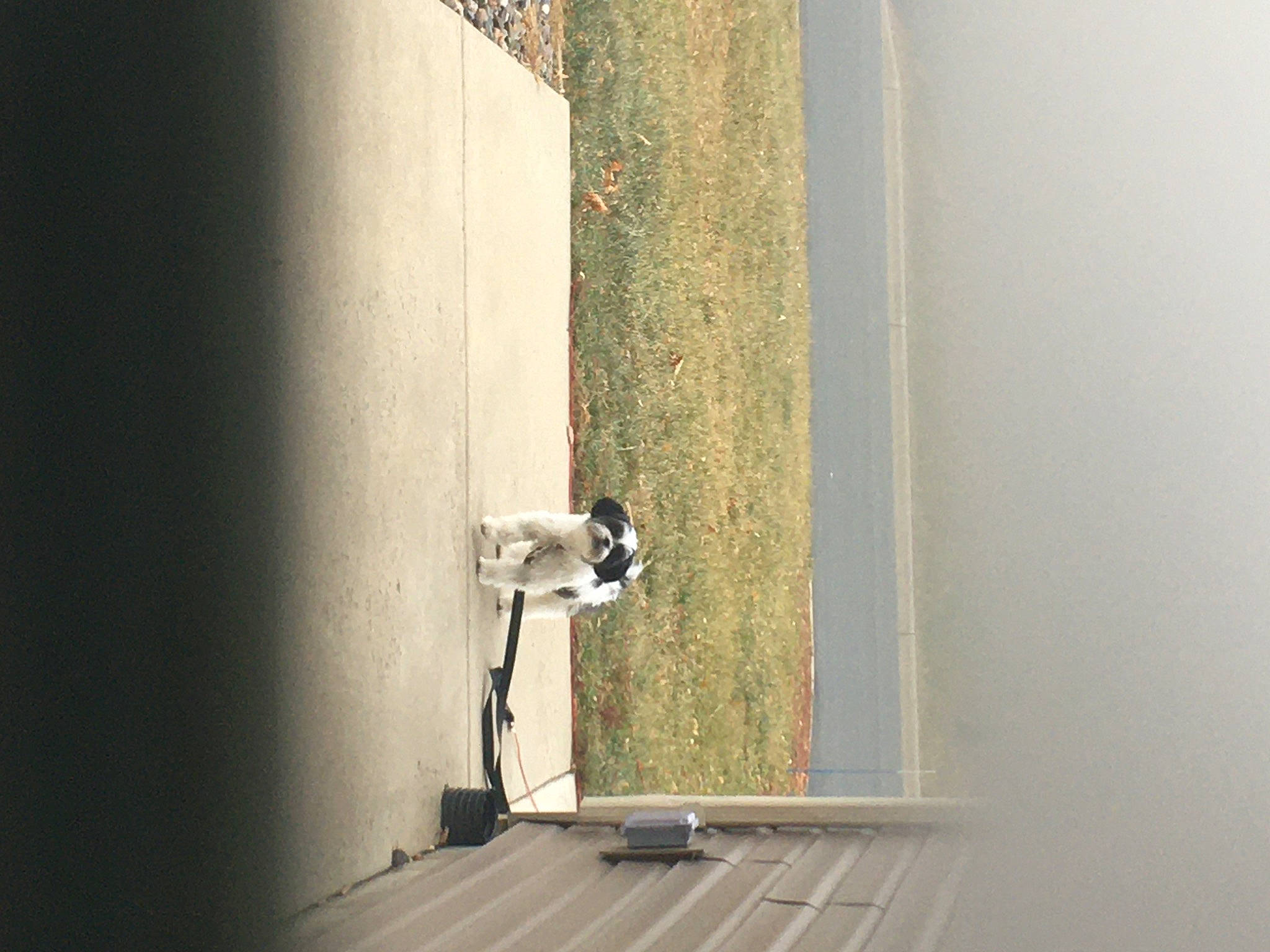 Molliiey is registered to the contest to win money with this photo: art, building, ceiling, concrete, dog, door, flooring, grey, hardwood, home_door, house, plaster, plywood, room, shadow, stairs, tints_and_shades, wall, window, wood