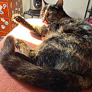 Blacky is registered to the contest to win money with this photo: cat, tortoiseshell_cat, tongue_out, sunlight, indoor, furniture, sticker, cozy, relaxed, pet, animal, fur, tail, paw, home, warm_light, resting, cute, domestic_cat, tongue