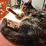 cat, tortoiseshell_cat, tongue_out, sunlight, indoor, furniture, sticker, cozy, relaxed, pet, animal, fur, tail, paw, home, warm_light, resting, cute, domestic_cat, tongue