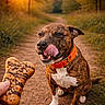 Laïka a rejoint le concours — aidez-le/la à gagner de superbes lots ! animal, bone_shaped_treat, brindle, canine, close_up, dirt_path, dog, grass, hand, happy, licking_lips, nature, orange_collar, outdoor, pet, sitting, sunset, treat, trees, warm_light