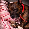 bed, blanket, brindle, closeup, collar, cozy, cute, dog, domestic_animal, ear, fabric, indoor, muzzle, nose, paw, pet, pink_stripes, resting, sleeping, tongue_out