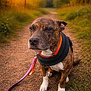 Laïka a rejoint le concours — aidez-le/la à gagner de superbes lots ! animal, brindle, canine, collar, dog, forest, fur, golden_hour, grass, leash, nature, outdoor, path, pet, portrait, quiet, sitting, sunset, thoughtful, walk