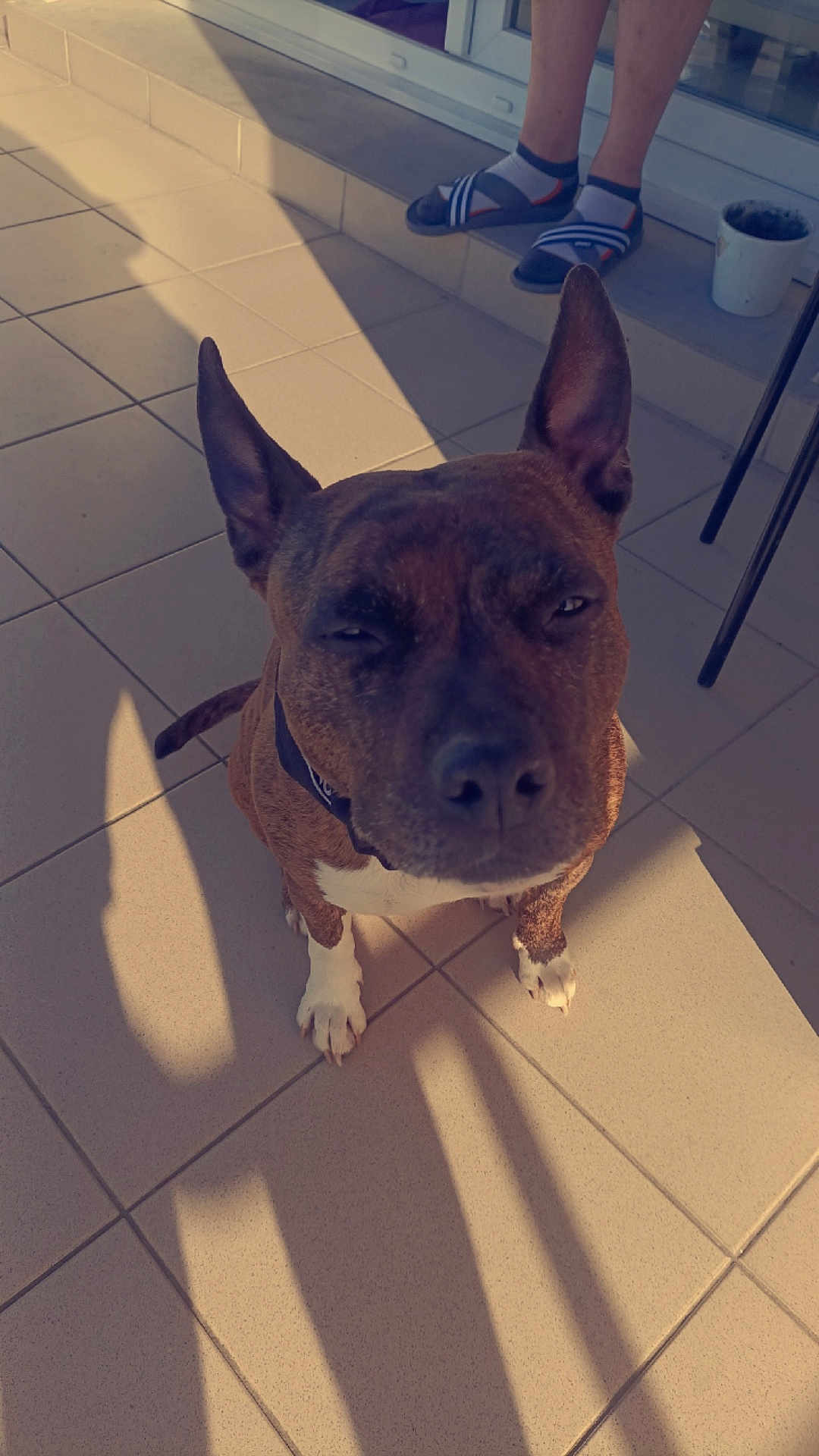Laïka participe au concours pour gagner de l'argent avec cette photo : dog, pet, brown_dog, short_hair, ears_up, paws, squinting, collar, tile_floor, patio, sunlight, shadow, shadow_pattern, sandals, socks, legs, human, close_up, porch, outdoor