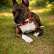 Laïka participe au concours pour gagner de l'argent avec cette photo : alert, animal, bokeh, brindle, canine, collar, daylight, dog, ears_up, forest, fur, grass, greenery, lying_down, mammal, nature, orange_collar, outdoor, pet, portrait