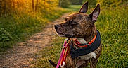 Laïka participe au concours pour gagner de l'argent avec cette photo : animal, brindle, canine, collar, dog, evening, grass, greenery, harness, leash, nature, outdoor, path, peaceful, pet, relaxing, sitting, sunlight, sunset, trees