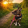 animal, brindle, canine, collar, dog, evening, grass, greenery, harness, leash, nature, outdoor, path, peaceful, pet, relaxing, sitting, sunlight, sunset, trees