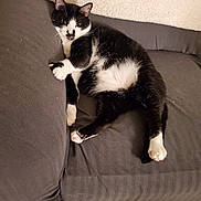 Doc joined the competition — help win amazing prizes! animal, black_and_white, carpet, cat, comfortable, couch, cozy, cute, domestic, feline, fur, home, indoor, laying, paw, pet, relaxed, resting, texture, whiskers