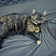 Figaro is registered to the contest to win money with this photo: cat, tortoiseshell, pet, animal, feline, resting, indoor, blanket, gray, fur, green_eyes, looking_at_camera, relaxed, cozy, texture, soft_lighting, whiskers, ears, paw, portrait