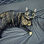 cat, tortoiseshell, pet, animal, feline, resting, indoor, blanket, gray, fur, green_eyes, looking_at_camera, relaxed, cozy, texture, soft_lighting, whiskers, ears, paw, portrait