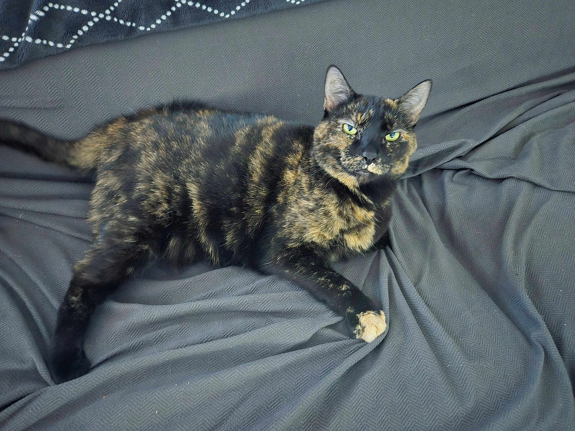 Figaro