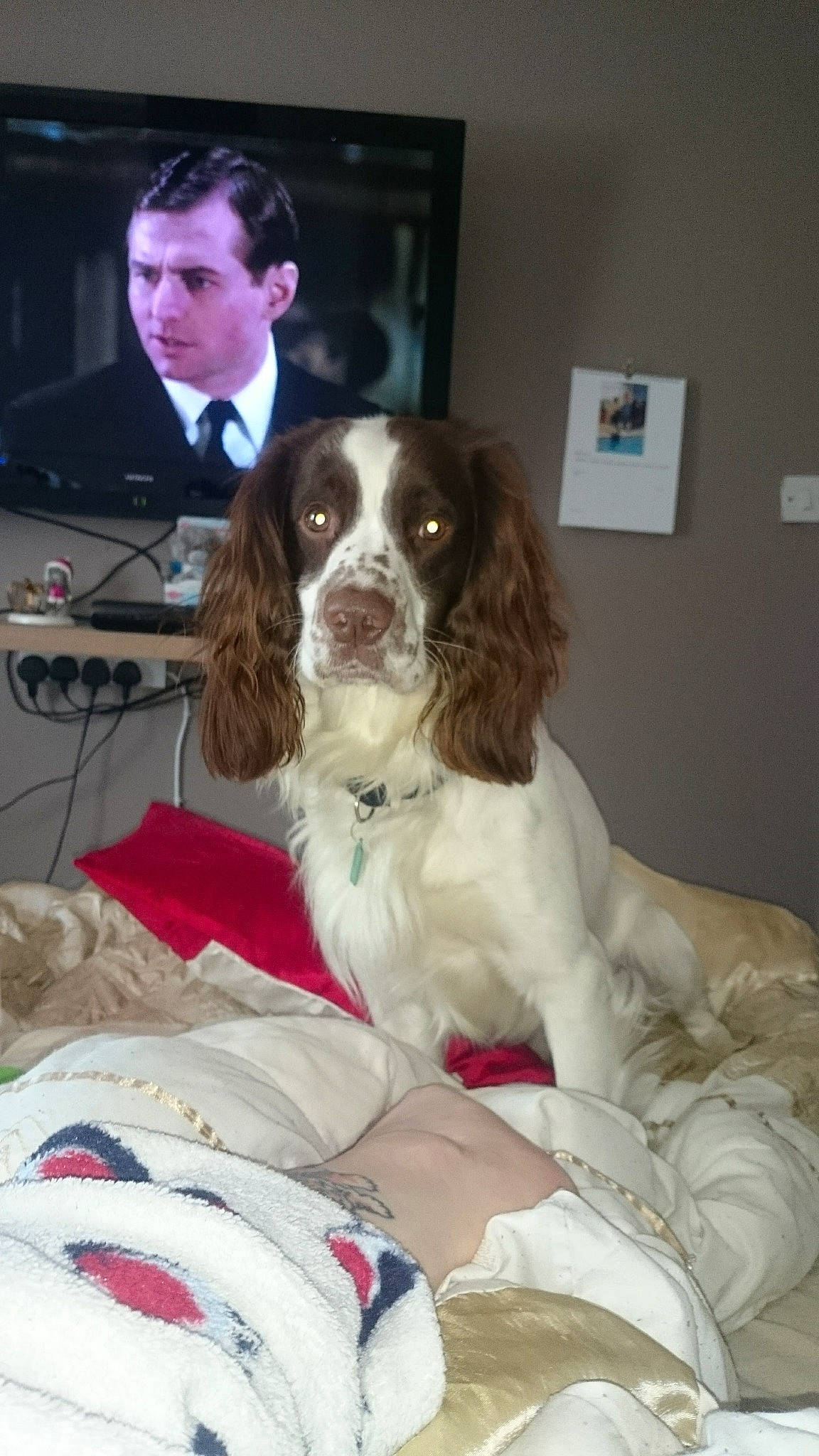 Theo is registered to the contest to win money with this photo: carnivoran, cavalier_king_charles_spaniel, companion_dog, dog, dog_breed, dog_breed_group, dog_like_mammal, drentse_patrijshond, english_cocker_spaniel, english_springer_spaniel, person, russian_spaniel, snout, spaniel, sporting_group, vertebrate, welsh_springer_spaniel