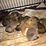 Puppys joined the competition — help win amazing prizes! carnivoran, dog, dog_breed, dog_breed_group, dog_like_mammal, fawn, mammal, puppy