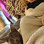 Luna joined the competition — help win amazing prizes! cat, toddler, blanket, couch, indoor, cozy, child, pet, gray_cat, curious, soft_texture, leopard_print, furniture, home, comfort, wrapped, seated, young_child, animal, resting
