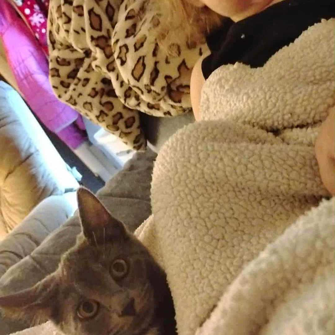 Luna joined the competition — help win amazing prizes! animal, blanket, cat, child, comfort, couch, cozy, curious, furniture, gray_cat, home, indoor, leopard_print, pet, resting, seated, soft_texture, toddler, wrapped, young_child