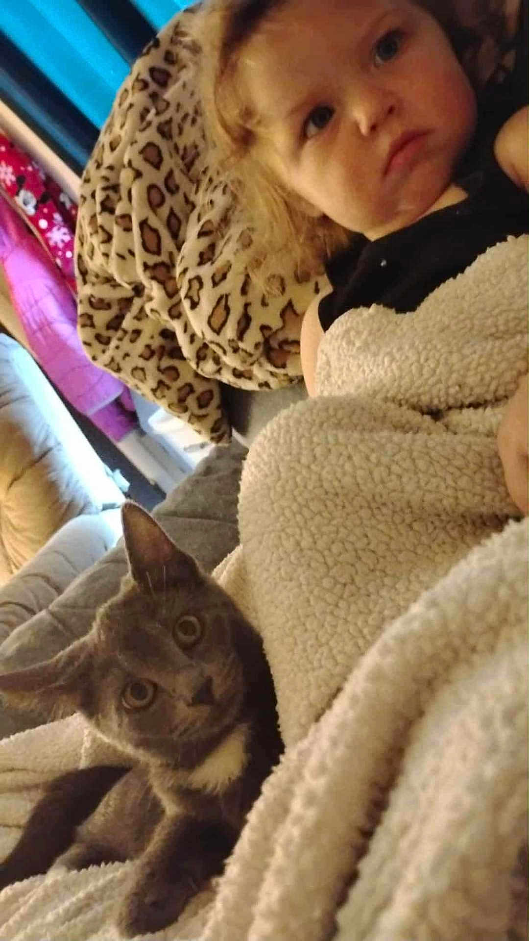 Luna joined the competition — help win amazing prizes! cat, toddler, blanket, couch, indoor, cozy, child, pet, gray_cat, curious, soft_texture, leopard_print, furniture, home, comfort, wrapped, seated, young_child, animal, resting
