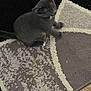 Luna joined the competition — help win amazing prizes! cat, kitten, gray_cat, pet, animal, indoor, curious, looking_up, carpet, rug, patterned_rug, floor, tile_floor, small, cute, feline, whiskers, ears, paws, domestic_cat