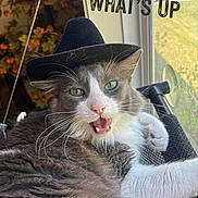 Kittieboots joined the competition — help win amazing prizes! cat, hat, green_eyes, meowing, pet, indoor, window, mesh_chair, relaxed, feline, whiskers, fur, tongue, animal, cute, funny, text_overlay, greeting, houseplant, daylight