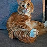 Gizmo is registered to the contest to win money with this photo: cat, orange_cat, white_paws, fluffy, pet, animal, indoor, feline, curious, sitting, closeup, soft_fur, cute, domestic_cat, whiskers, alert, cozy, relaxed, background, texture