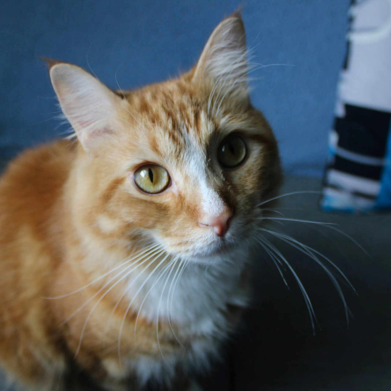 Gizmo is registered to the contest to win money with this photo: cat, orange_tabby, pet, animal, whiskers, fur, green_eyes, indoor, couch, pillow, closeup, domestic_cat, cute, looking_at_camera, feline, sitting, soft_light, cozy, home, curious