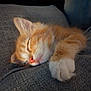 cat, close_up, couch, cozy, fabric, fur, indoor, kitten, muzzle, nap, orange_tabby, paw, pet, pink_nose, resting, sleeping, sleepy, sofa, whisker_detail, whiskers