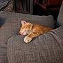 cat, closeup, couch, cozy, cushion, domestic_cat, fur, furniture, home_interior, indoor, kitten, nap, orange_tabby, paw, pet, relaxed, sleeping, sofa, upholstery, whiskers