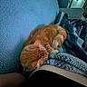 Gizmo is registered to the contest to win money with this photo: cat, ginger_cat, sleeping, blanket, couch, indoor, cozy, furniture, pet, resting, home, living_room, soft_texture, curled_up, nap, comfort, relaxation, animal, feline, domestic