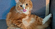 Gizmo joined the competition — help win amazing prizes! cat, orange_cat, white_paws, fluffy_fur, tongue_out, licking, sitting, couch, blanket, blue_blanket, indoor, pet, feline, cute, relaxed, whiskers, pink_paw_pads, fur, domestic_cat, animal