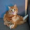 cat, orange_cat, white_paws, fluffy_fur, tongue_out, licking, sitting, couch, blanket, blue_blanket, indoor, pet, feline, cute, relaxed, whiskers, pink_paw_pads, fur, domestic_cat, animal