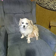 Dede is registered to the contest to win money with this photo: dog, small_dog, fluffy, white_fur, cream_fur, pet, animal, sitting, recliner, armchair, chair, indoor, living_room, home, wood_paneling, zebra_pattern, wall_decor, portrait, flash_photography, cute
