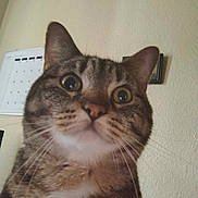 Rocket joined the competition — help win amazing prizes! animal, calendar, cat, close_up, curious, domestic_cat, expression, face, feline, framed_picture, fur, home, indoor, looking_up, pet, portrait, tabby, wall, whiskers, wide_eyes