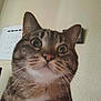 animal, calendar, cat, close_up, curious, domestic_cat, expression, face, feline, framed_picture, fur, home, indoor, looking_up, pet, portrait, tabby, wall, whiskers, wide_eyes