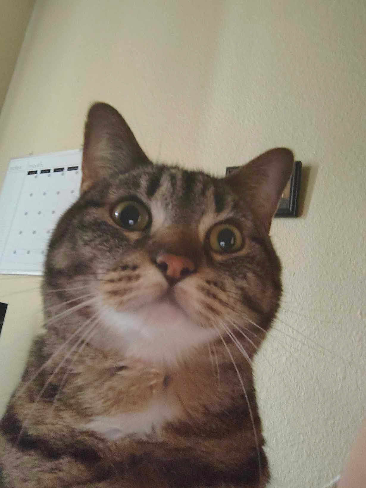 Rocket