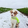Astra participe au concours pour gagner de l'argent avec cette photo : dog, puppy, blue_eyes, sitting, snow, path, greenery, overcast_sky, neon_vest, safety_vest, outdoor, winter, fur, cute, pet, animal, nature, road, calm, portrait