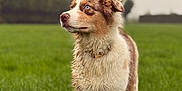 Astra participe au concours pour gagner de l'argent avec cette photo : dog, canine, animal, pet, outdoor, grass, field, fur, blue_eyes, alert, standing, nature, mammal, collar, wet_fur, portrait, looking_away, daylight, greenery, background_blur