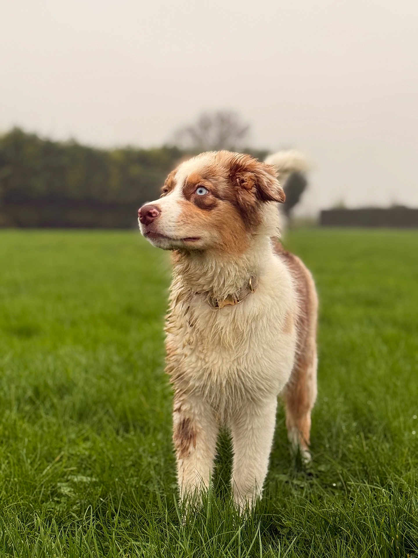 Astra participe au concours pour gagner de l'argent avec cette photo : dog, canine, animal, pet, outdoor, grass, field, fur, blue_eyes, alert, standing, nature, mammal, collar, wet_fur, portrait, looking_away, daylight, greenery, background_blur
