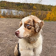Astra a rejoint le concours — aidez-le/la à gagner de superbes lots ! dog, puppy, blue_eyes, muddy, collar, sitting, outdoor, autumn, lake, gravel, nature, fur, cute, animal, pet, young_dog, forest, fall_colors, canine, portrait