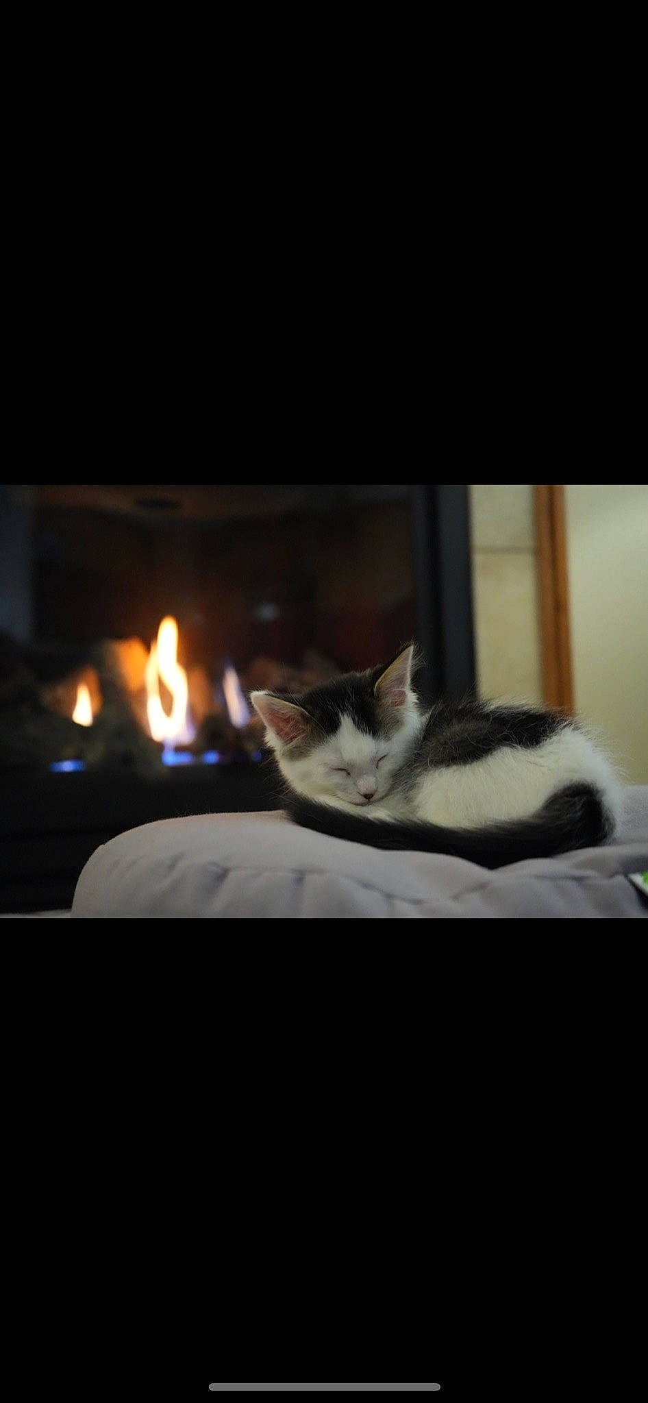 Micro is registered to the contest to win money with this photo: carnivore, cat, comfort, darkness, domestic_short_haired_cat, event, felidae, fire, fireplace, flame, fur, gas, heat, paw, room, small_to_medium_sized_cats, tail, tints_and_shades, whiskers, wood