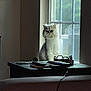 Oreo is registered to the contest to win money with this photo: cat, windowsill, window, indoor, fluffy, white_cat, natural_light, table, remote_control, cord, shadow, furniture, domestic, pet, quiet, home, daylight, curtain, object, still_life