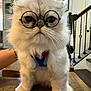 Oreo is registered to the contest to win money with this photo: cat, glasses, fluffy, white_cat, indoor, table, harness, pet, animal, furniture, stairs, hand, portrait, closeup, home, decor, cute, serious, whiskers, face