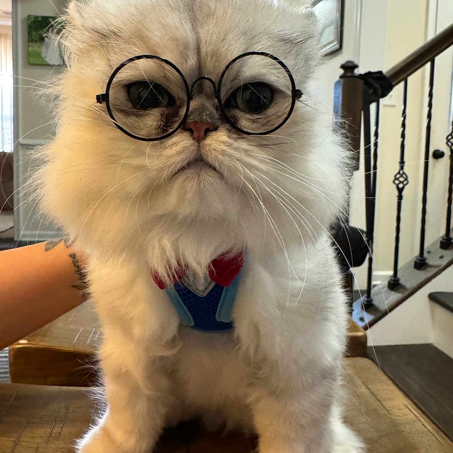 Oreo is registered to the contest to win money with this photo: animal, cat, closeup, cute, decor, face, fluffy, furniture, glasses, hand, harness, home, indoor, pet, portrait, serious, stairs, table, whiskers, white_cat