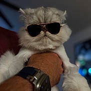 Oreo is registered to the contest to win money with this photo: cat, fluffy, white_cat, sunglasses, pet, animal, indoor, person_hand, watch, fur, cute, portrait, closeup, whiskers, face, funny, fashion, accessory, domestic_animal, holding