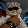 cat, fluffy, white_cat, sunglasses, pet, animal, indoor, person_hand, watch, fur, cute, portrait, closeup, whiskers, face, funny, fashion, accessory, domestic_animal, holding